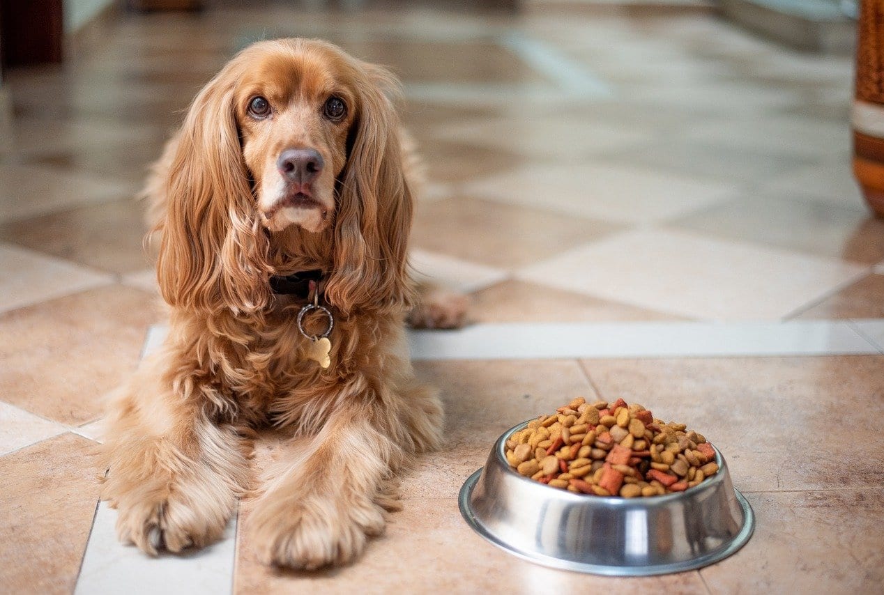 How To Plan A Nutritious Vegetarian Meal For Your Pets This Summer time