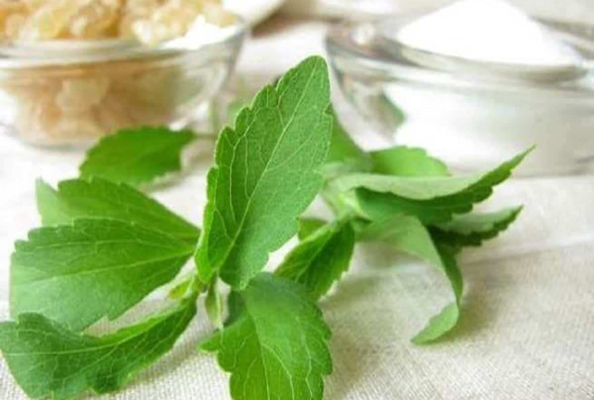 Is Stevia A Good Various For Sugar? Hear From The Specialists