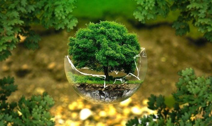 The Role of Habitat in Preserving Flavor