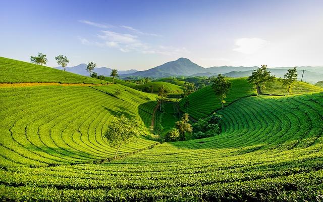 Best Practices‍ for Long-Term Tea Preservation