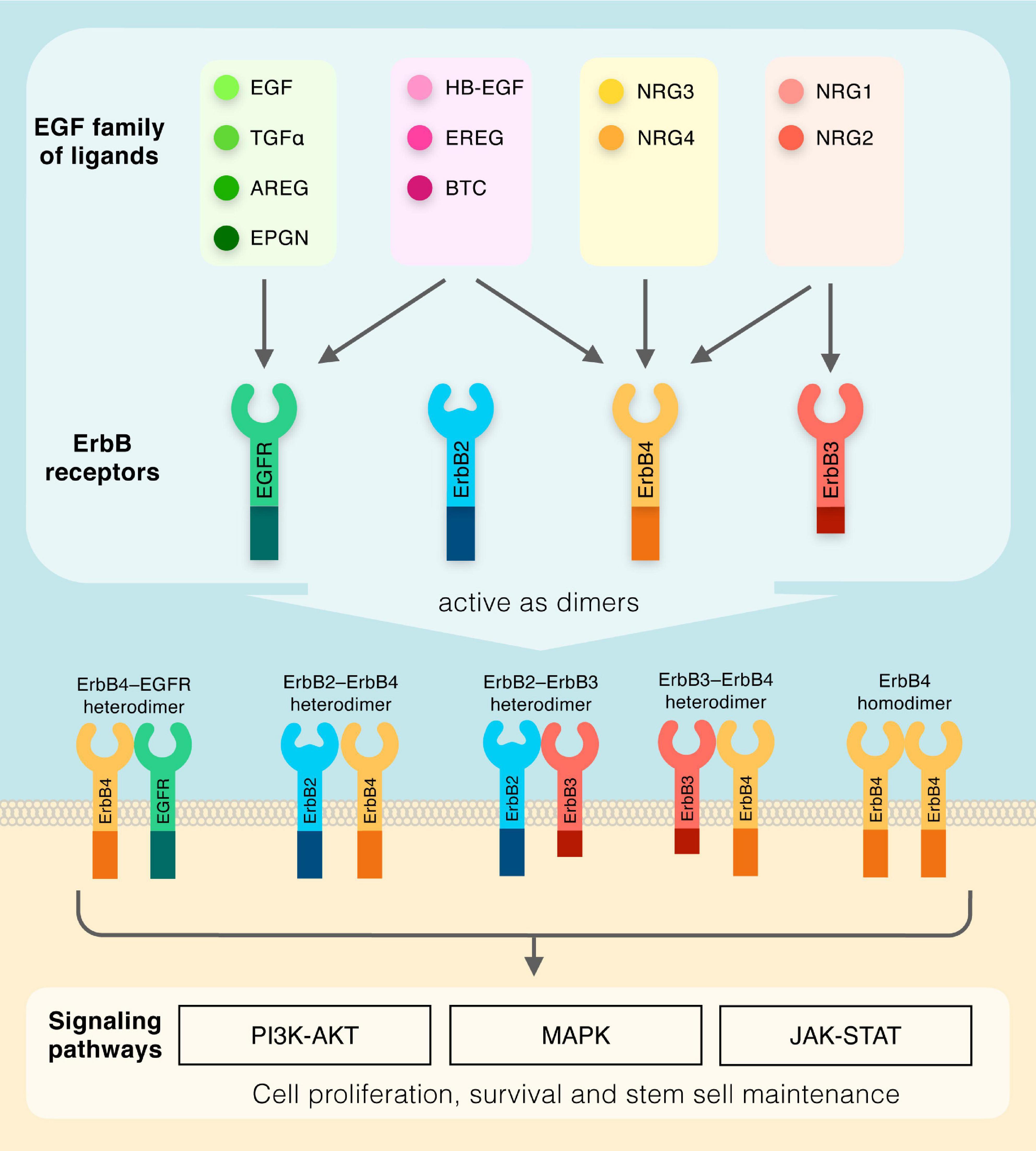 The ‍Science Behind EGF: A Closer Look at Its Benefits for Sensitive Skin