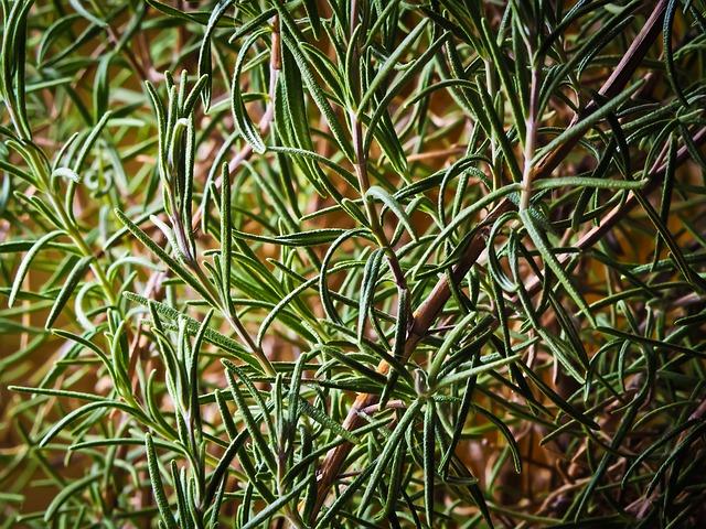 Unveiling the ⁤Power⁢ of ⁤Rosemary:‍ How Scalp Revival ⁣oil Nourishes Your⁢ Roots